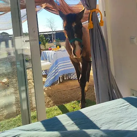 Finca Caballito De Mar Камбрильс